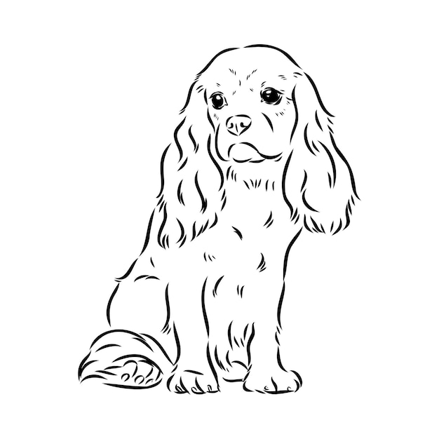 Cavalier king charles dog vector image silhouette