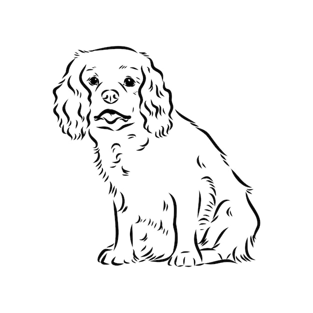 Cavalier king charles dog vector image silhouette