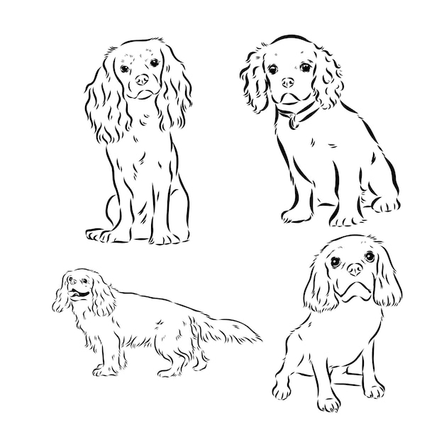 Cavalier King Charles Dog Vector Image Silhouette