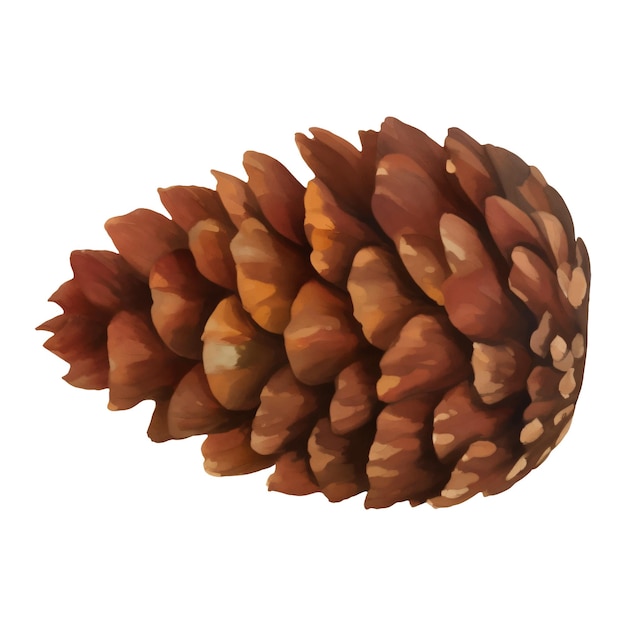 Cedar Pine Cone Isolated Hand Drawn Painting Illustration