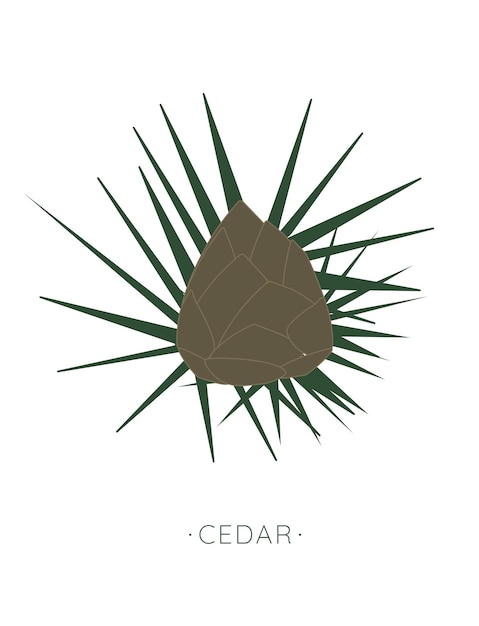 Cedar Vector illustration For cosmetics labels natural health care products