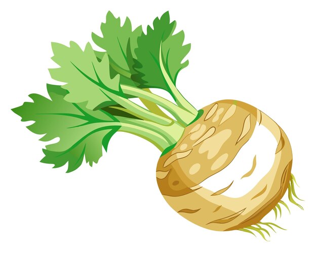 Vector celeriac vector illustration isolated in white background