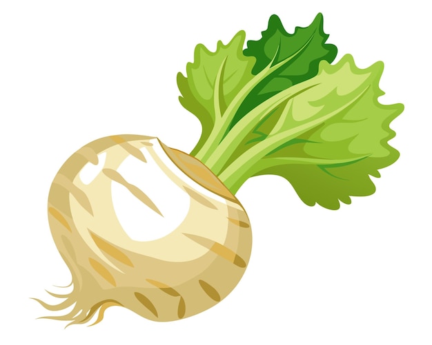 Vector celeriac vector illustration isolated in white background