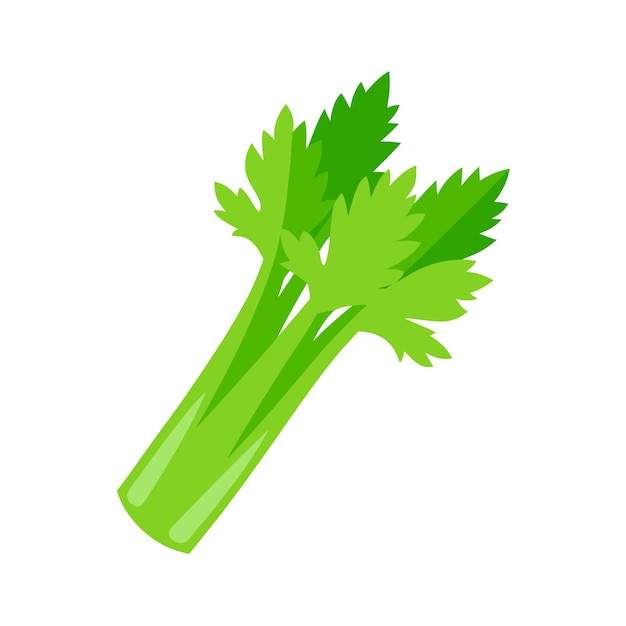 Vector celery on white background