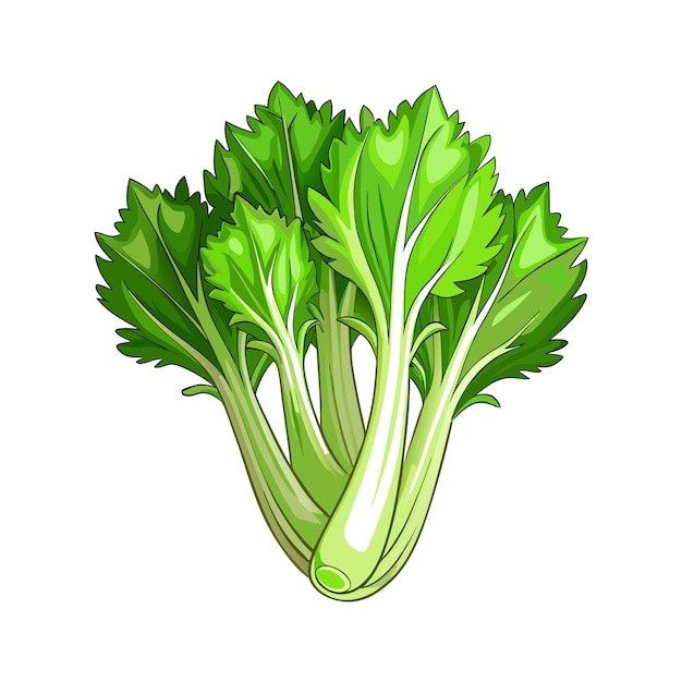 Celery on white background