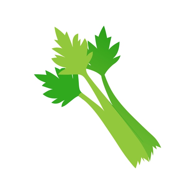 Vector celery on white background