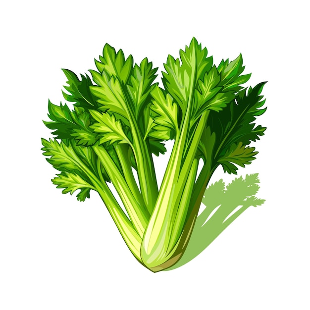 Celery on white background