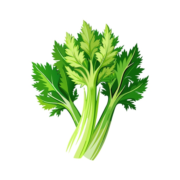 Celery on white background