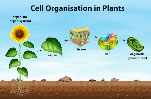 Cell organisation in plants