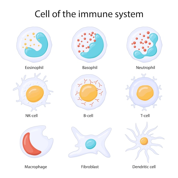 Cells of the immune system Leukocytes or white blood cells