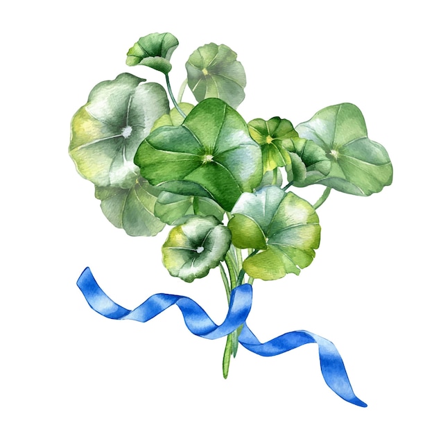 Centella asiatica composition watercolor illustration isolated on white herbal plants cola