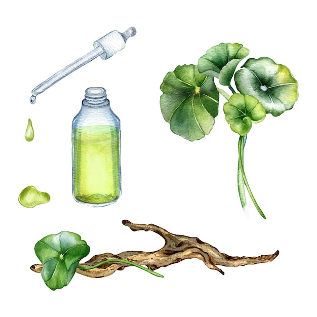 Centella asiatica essential oils wooden branch watercolor illustration Pennywort herbal plants