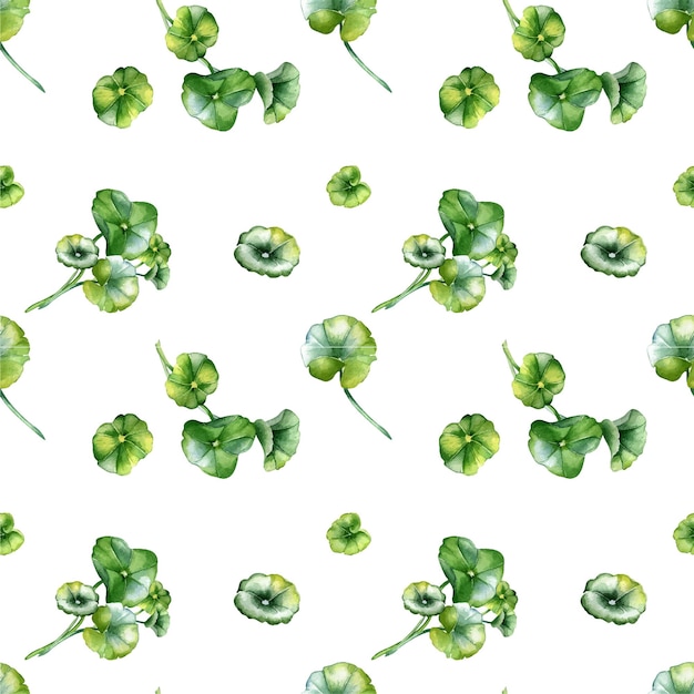 Centella asiatica geranium watercolor seamless pattern isolated on white rounded leaves herbal plant