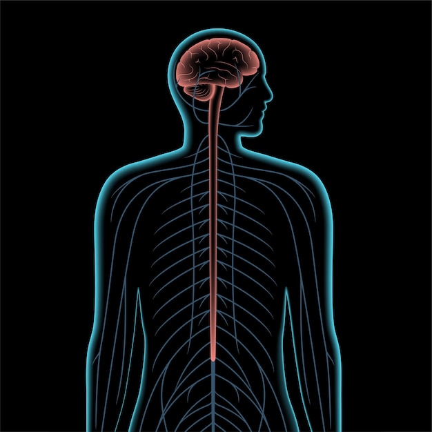 Central nervous system