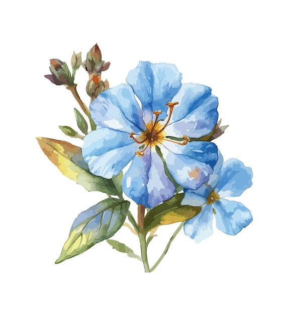 Ceratostigma flower clipart isolated vector illustration