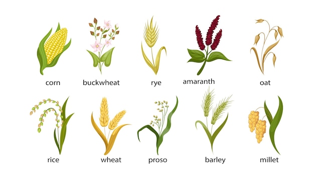 Cereal crops cartoon illustration collection. Out, corn, buckwheat, rye, amaranth, rice, spikelet of wheat, proso, barley, millet with green leaves isolated on white background. Plant, flowers concept