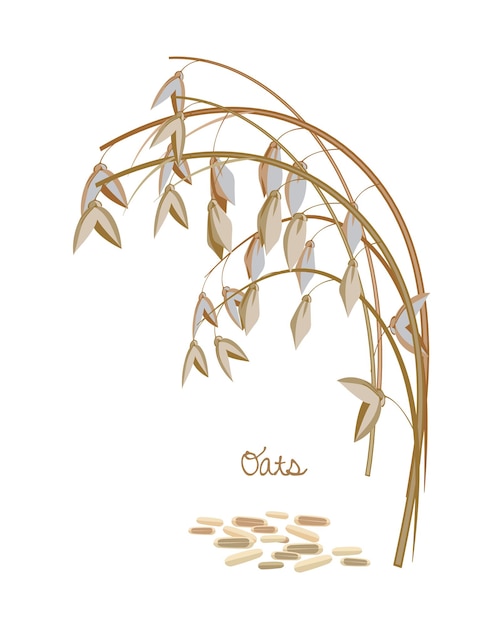 Cereals legumes plants Spikelet oats with leaves stems and grains