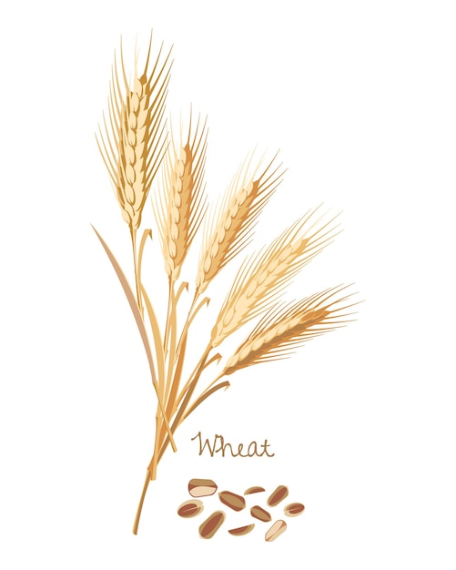 Cereals plants Wheat with leaves stems grains Food and ingredients