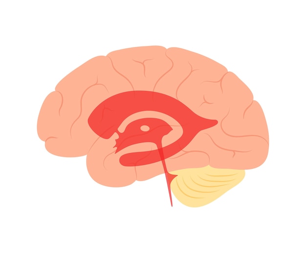 Cerebrospinal fluids in brain. Ventricular system anatomy. Cerebral ventricles vector illustration