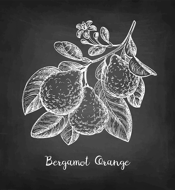 Chalk sketch of bergamot orange