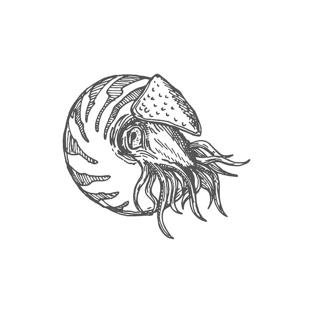 Chambered nautilus pompilius mollusc marine animal