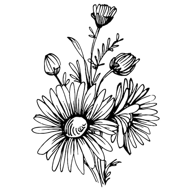 Chamomile by hand drawing Daisy wheelxAfloral tattoo highly detailed in line art style concept