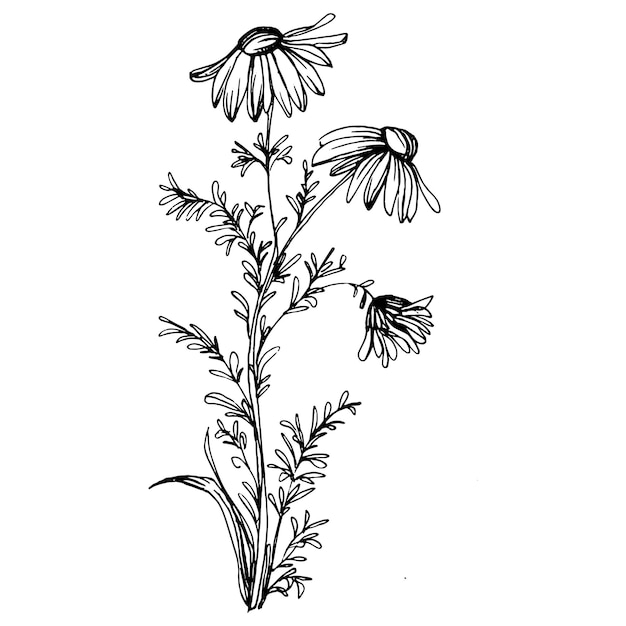 Chamomile by hand drawing Daisy wheelxAfloral tattoo highly detailed in line art style concept