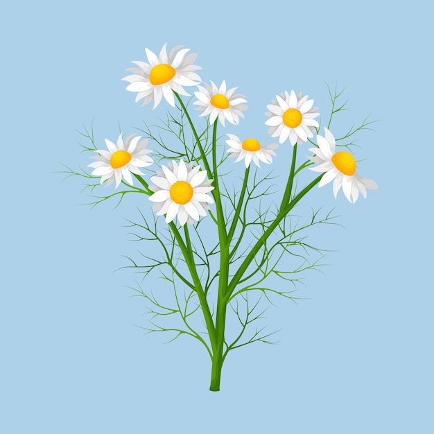 Chamomile chamomile flowers on the stem a daisy in cartoon style medicinal plant vector illustration