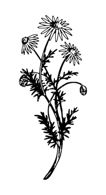 Chamomile clipart Summer wildflower sketch Hand drawn vector botany illustration Engraving style doodle isolated on white