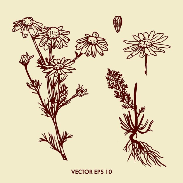 Chamomile flower drawing Vector hand drawn illustration