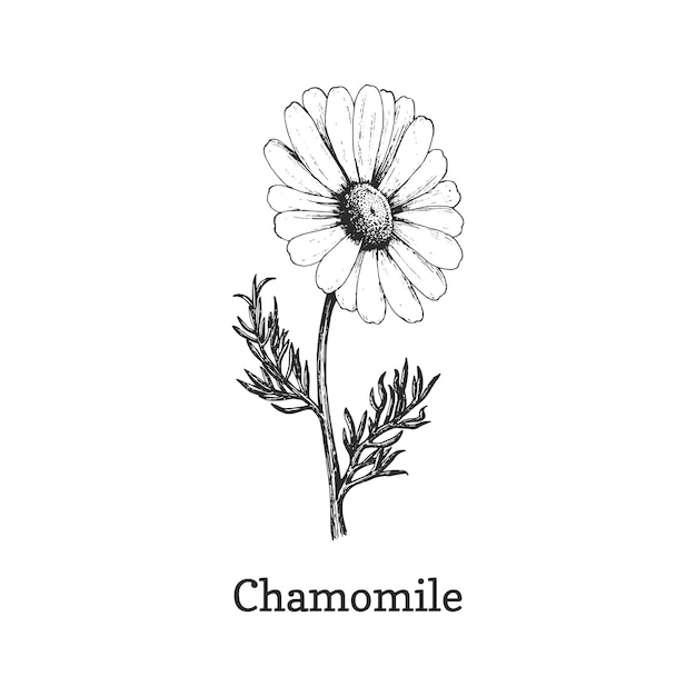 Chamomile flower sketch in vector design element