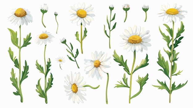 Chamomile Flower White Daisy Daisy Leaves Bouquet