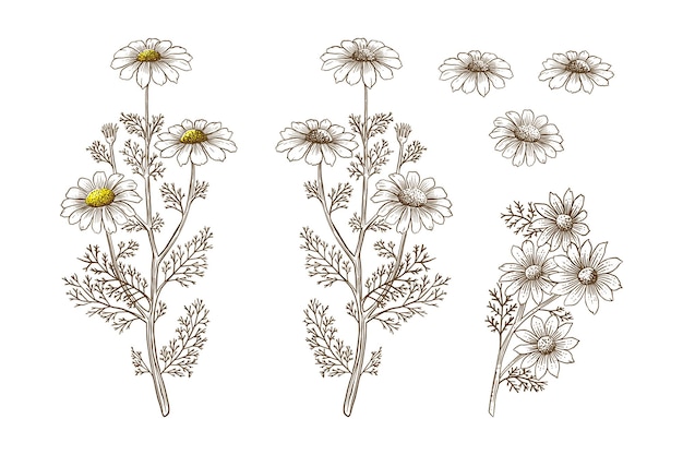 Chamomile flowers hand drawn set