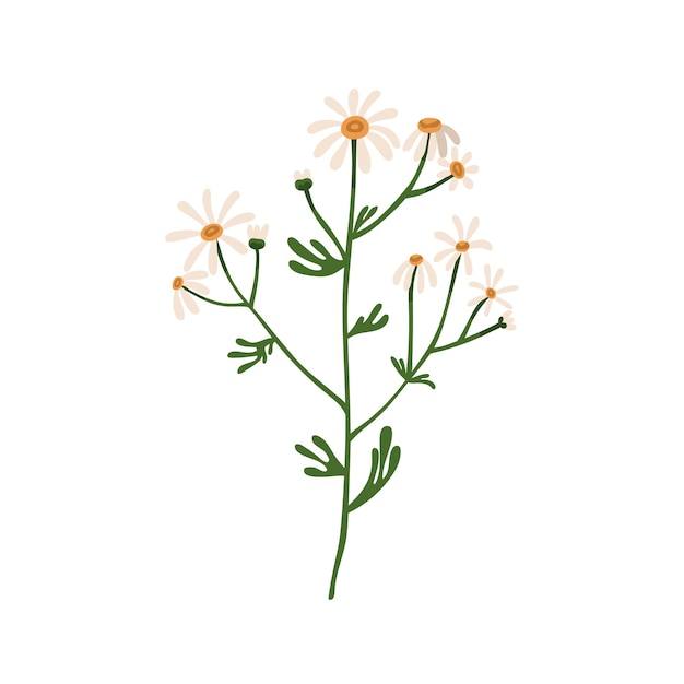 Chamomile flowers. Wild field camomile. Botanical drawing of blooming floral plant. Pretty delicate wildflower with stem and leaf. Colored flat vector illustration isolated on white background