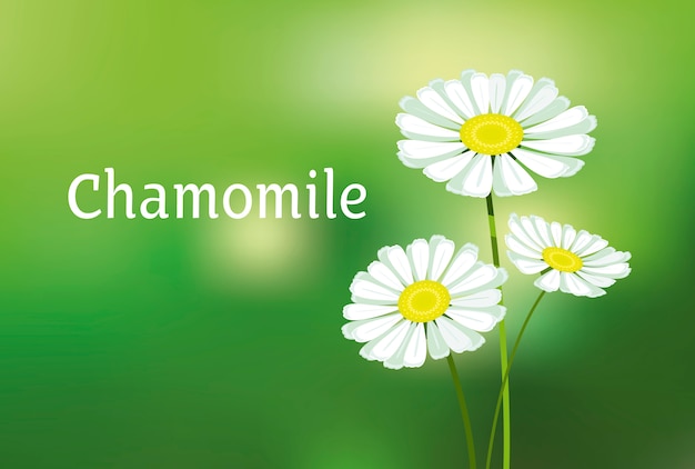 Chamomile illustration. white daisy flower.