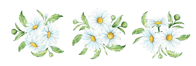 Chamomile leaves Watercolor drawing on an isolated background Set bouquets