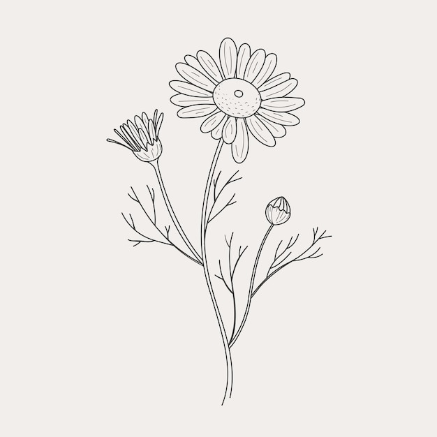 Chamomile for the logo Trendy botanical elements