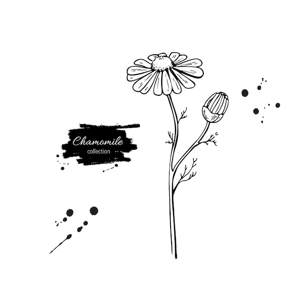 Chamomile vector drawing set. Daisy wild flower 