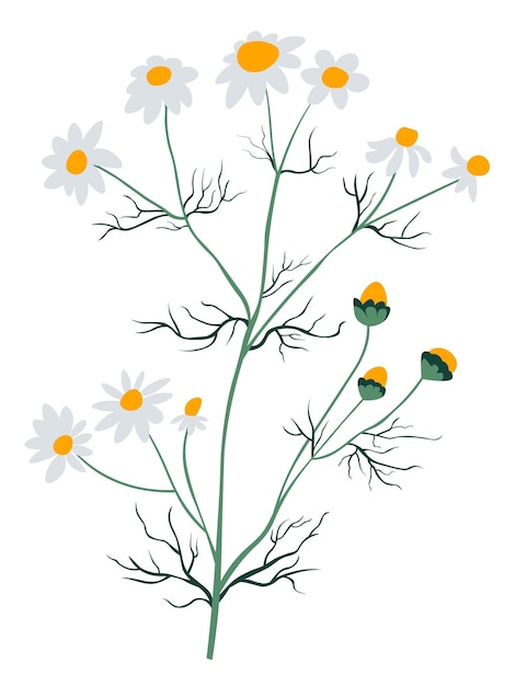 Chamomile wildflower plant flowering blossom