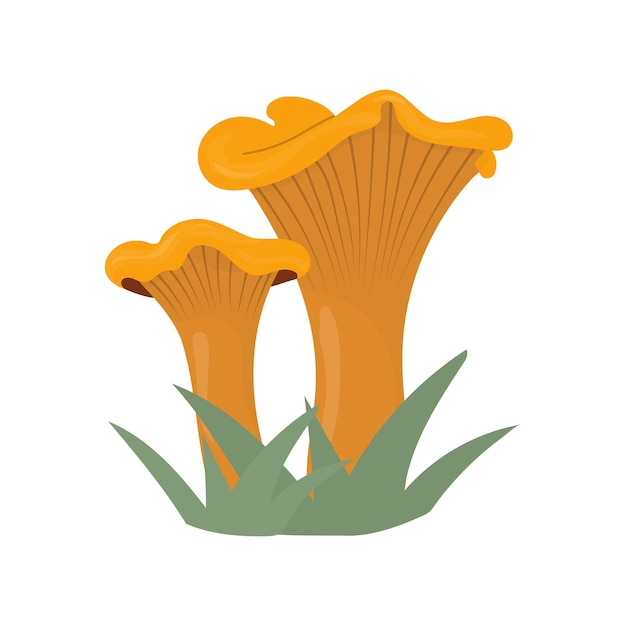 Chanterelle mushroom