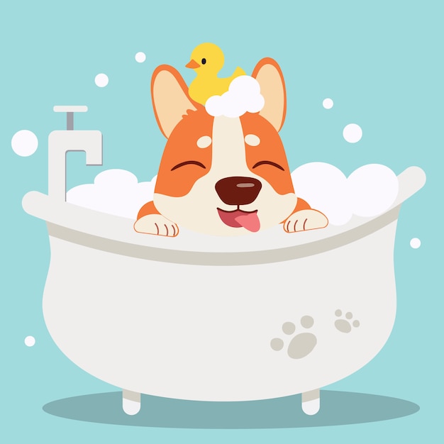 The character cute corgi dog taking a bath with bathtub.it look very happy .