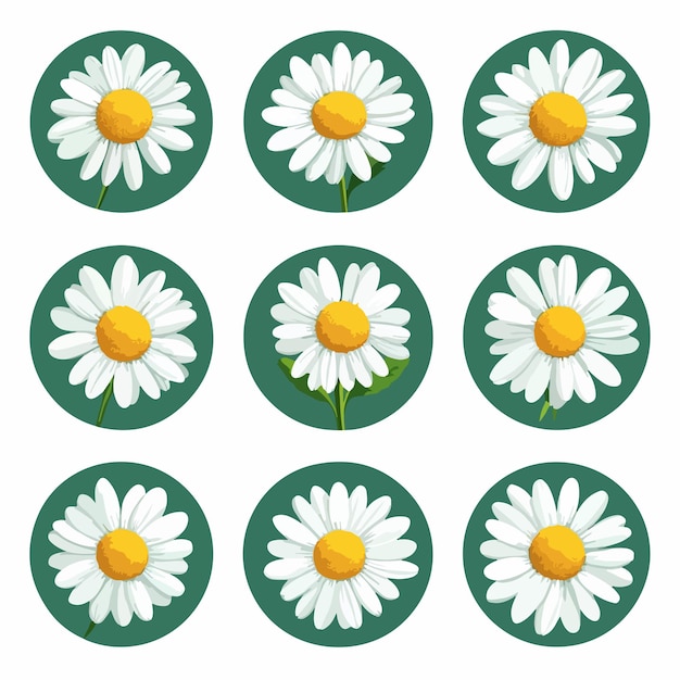 Vector charming camomile icon set with white daisy chamomile