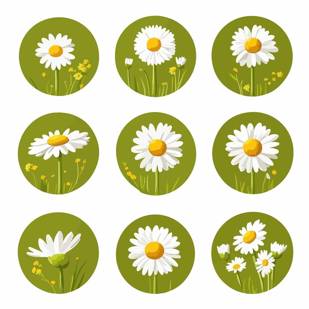 Vector charming camomile icon set with white daisy chamomile