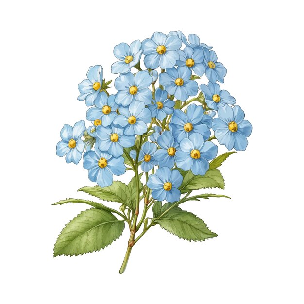 Vector charming creeping forgetmenot myosotis secunda old engraved vector flower