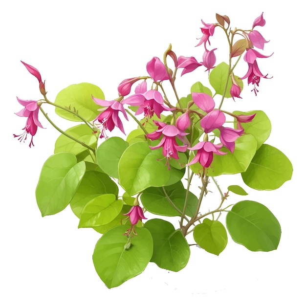 Vector charming fuchsia procumbens creeping flower free editable vector