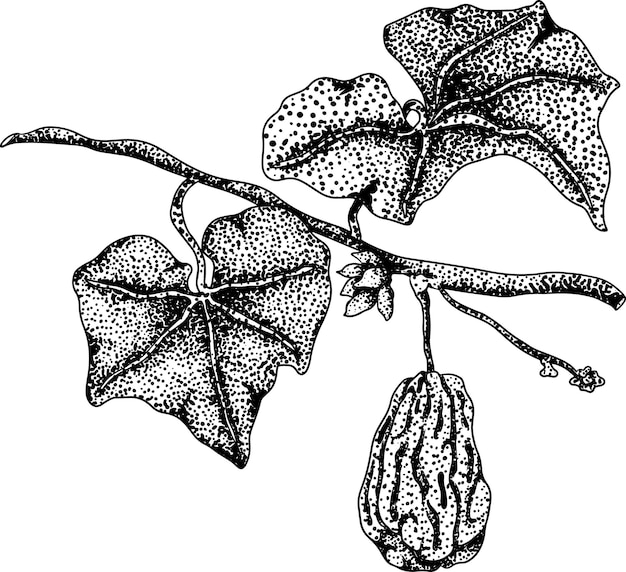 Chayote Mexican cucumber vector engraving illustration Organic healthy nutrient super food