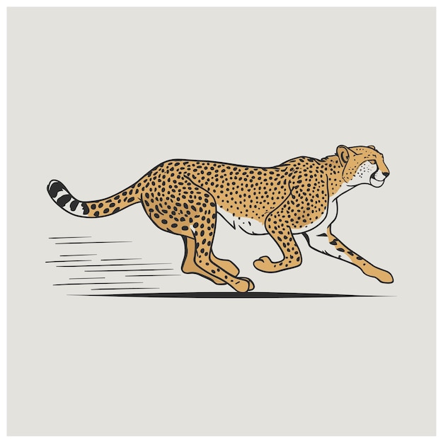 Vector cheetah collection vector illustration of cartoon cheetah in various actions lies sitting standing walking and running isolated on white background