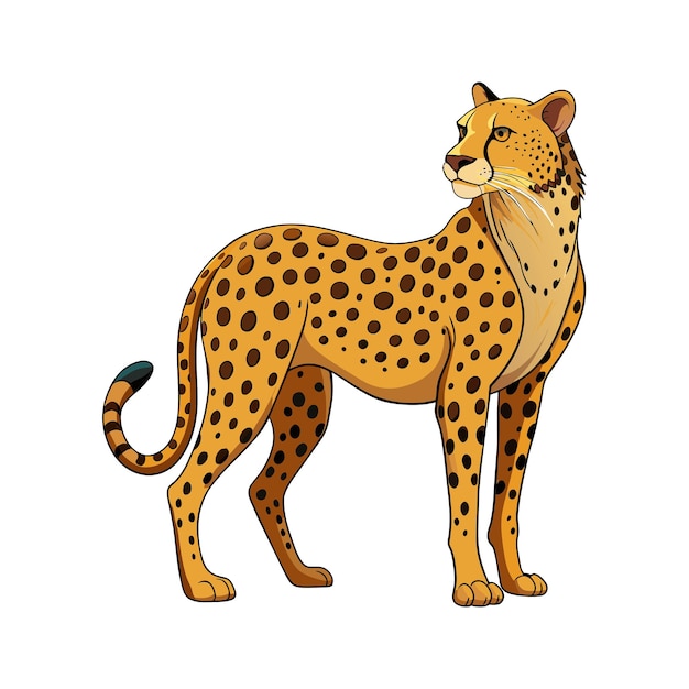 Vector cheetah illustration on white background