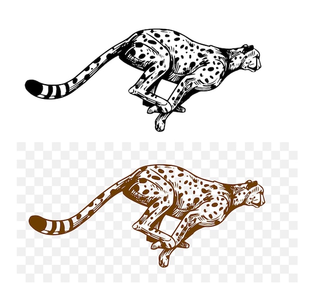 Vector cheetah leopard jaguar predatory cat black sketch on transparent background hand drawn vector illustration