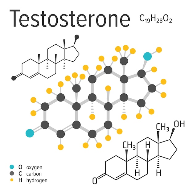 Chemical formula of a vector testosterone molecule